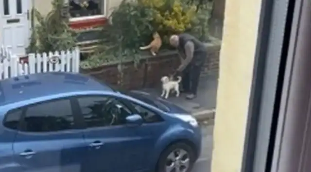 The dog had to make friends with the neighbor's orange cat but never had a chance