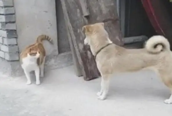 Big Orange Cat touches the porcelain dog, Orange Cat: You hit me