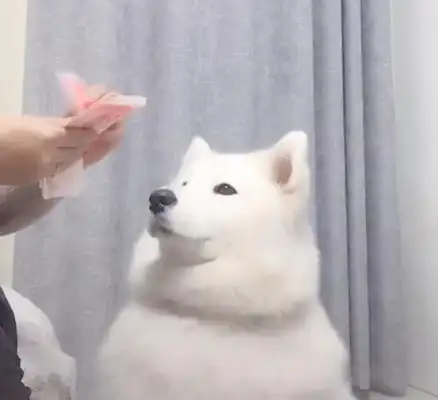 The owner adopted the stray dog, and Samamo was angry with the owner