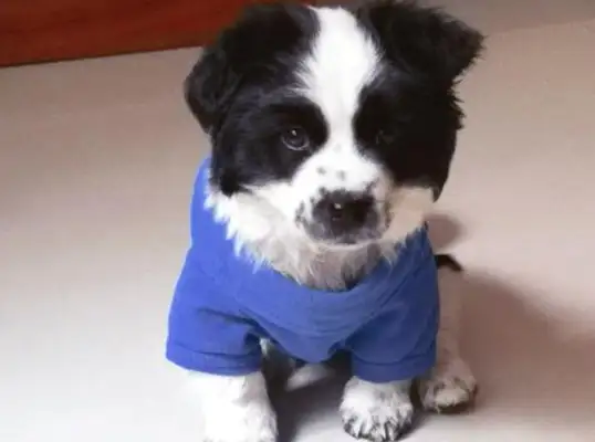 The wife and husband quarreled, brought back an angry husband, and the dog became a reconciliation between the couple