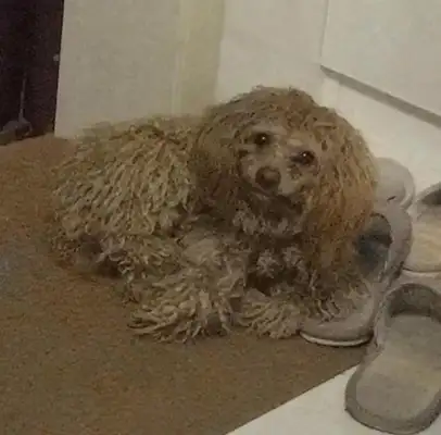 The owner adopted the stray dog, and Samamo was angry with the owner