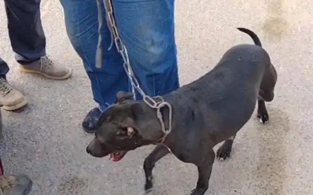 Six hundred dollars, the dog seller of the god of war, loses the owner's shelter, and the dog gets caught by the dog dealer
