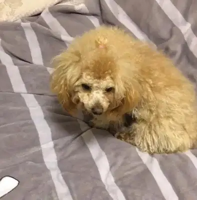 The owner adopted the stray dog, and Samamo was angry with the owner