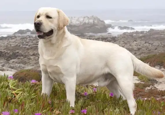 When Labrador fell into the sewer, the fireman rescued it, and the dog knew "reward."