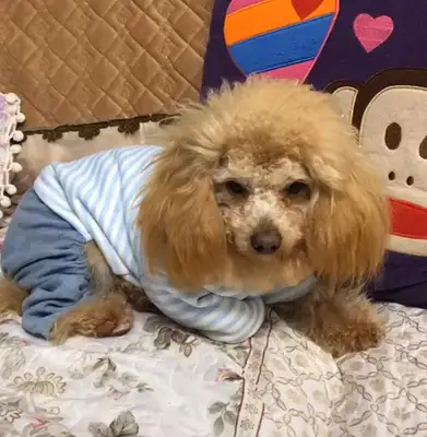 The owner adopted the stray dog, and Samamo was angry with the owner