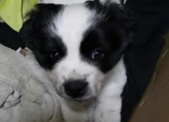 The wife and husband quarreled, brought back an angry husband, and the dog became a reconciliation between the couple