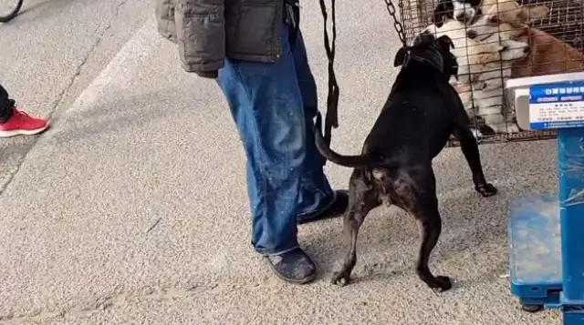 Six hundred dollars, the dog seller of the god of war, loses the owner's shelter, and the dog gets caught by the dog dealer