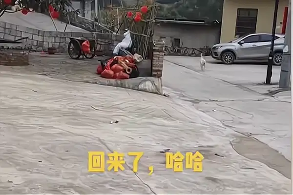 Guizhou girl calls the dog, no matter how far she hears the bell coming home: it's more than a husband