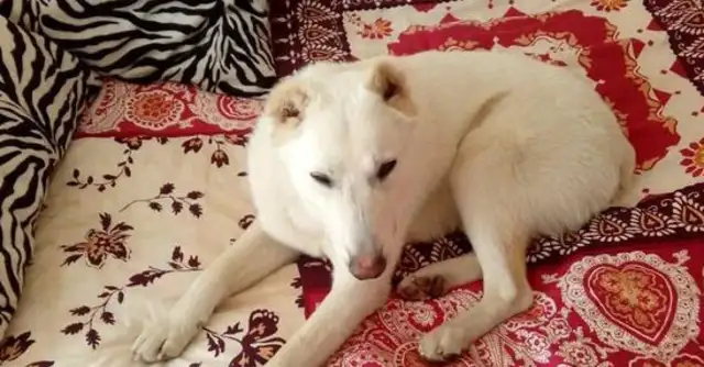 The husband took the pet dog and threw it away. The original owner went over 2,000 km and took it home