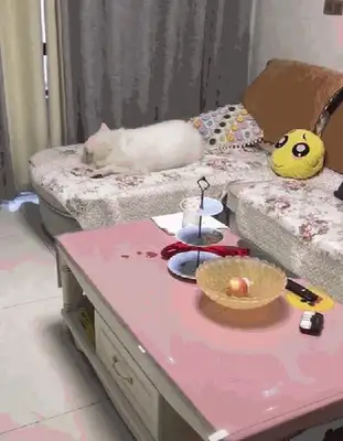 The owner adopted the stray dog, and Samamo was angry with the owner