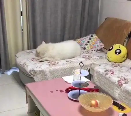 The owner adopted the stray dog, and Samamo was angry with the owner