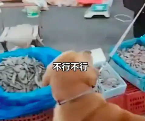 The dog peed on the shrimp stand and the boss asked the owner to buy 1800