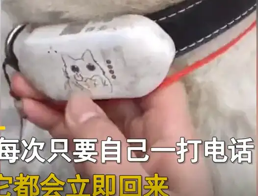 Guizhou girl calls the dog, no matter how far she hears the bell coming home: it's more than a husband