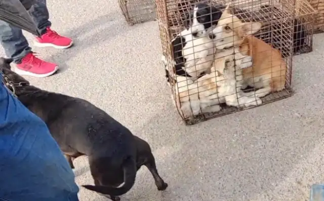 Six hundred dollars, the dog seller of the god of war, loses the owner's shelter, and the dog gets caught by the dog dealer