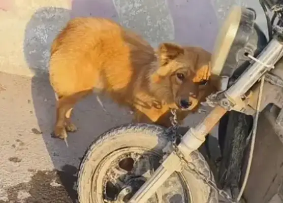 Faced with 350 bucks, the dog owner himself pulled the dog out of the car