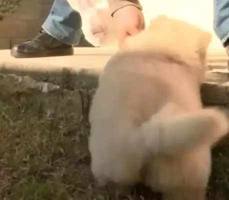 Pine Lion's milk dog is stuck in the steps, short legs are filled with hardship, and Kirky finally has company