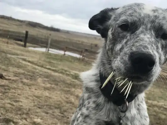 WHAT DO YOU THINK OF AFRICA'S PANTY DOG? NO! NO