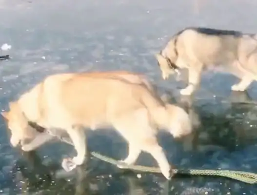 Huskey's on the ice