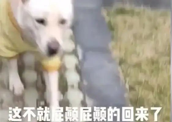 Guizhou girl calls the dog, no matter how far she hears the bell coming home: it's more than a husband