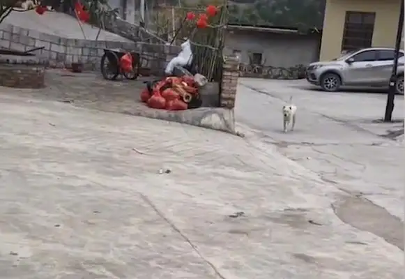 Guizhou girl calls the dog, no matter how far she hears the bell coming home: it's more than a husband