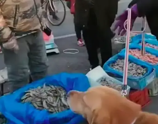 The dog peed on the shrimp stand and the boss asked the owner to buy 1800
