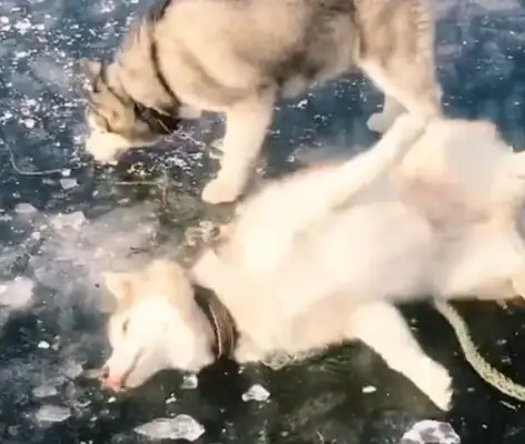 Huskey's on the ice