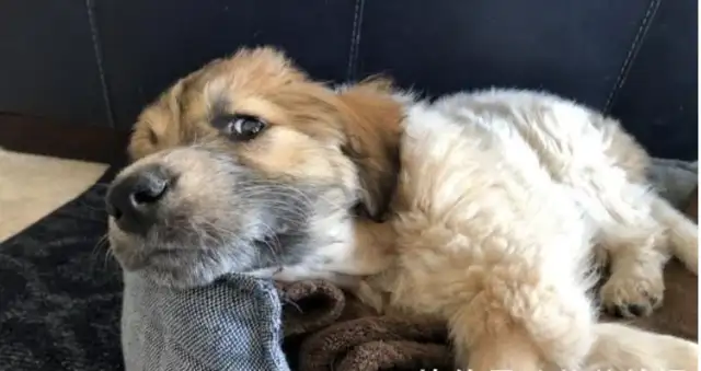 Two months old dog caught by an owl and dumped on a golf course
