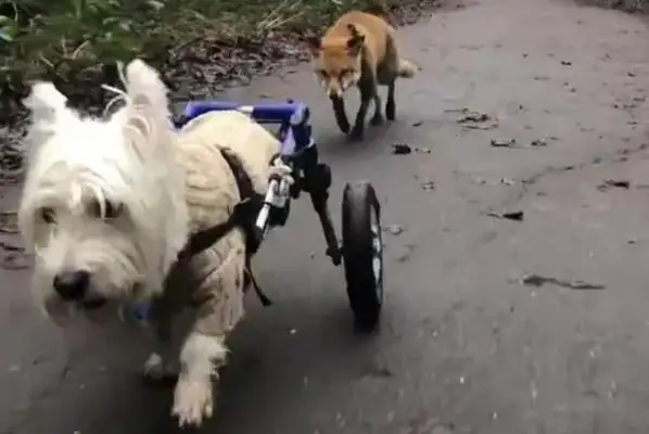Wherever the dog goes, there's always a fox behind him; the story behind the picture is a fairy tale