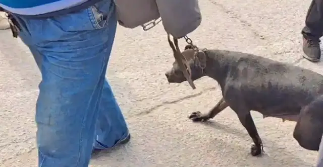 Six hundred dollars, the dog seller of the god of war, loses the owner's shelter, and the dog gets caught by the dog dealer