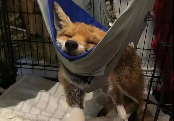 Wherever the dog goes, there's always a fox behind him; the story behind the picture is a fairy tale