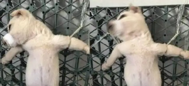 The cold-blooded man is a brutal autopsy of a dog