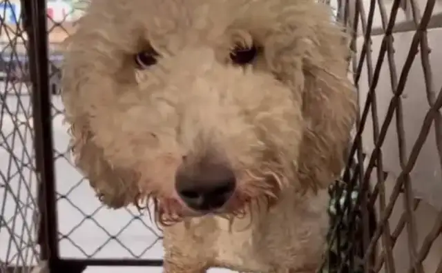 After being rescued, the child was wounded and the dog seller's grandeur