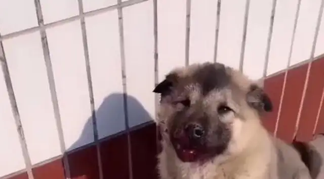 The stray dog stole the chicken leg from the commissary and was punched in the mouth and bleeding: it hurts