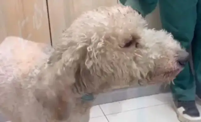 After being rescued, the child was wounded and the dog seller's grandeur