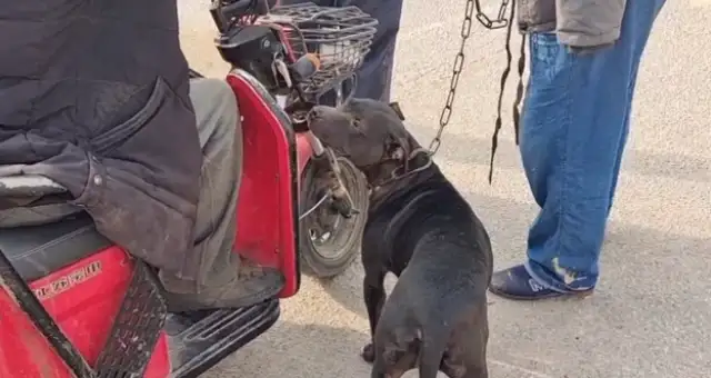 Six hundred dollars, the dog seller of the god of war, loses the owner's shelter, and the dog gets caught by the dog dealer