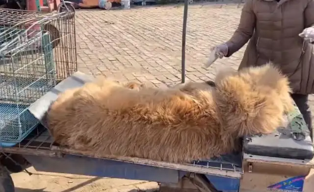 Re-emerging myths in Dog City? Big brother: Someone's giving over 400,000 for nothing