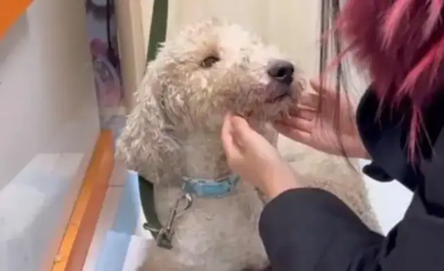 After being rescued, the child was wounded and the dog seller's grandeur