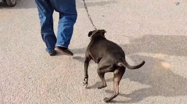 Six hundred dollars, the dog seller of the god of war, loses the owner's shelter, and the dog gets caught by the dog dealer