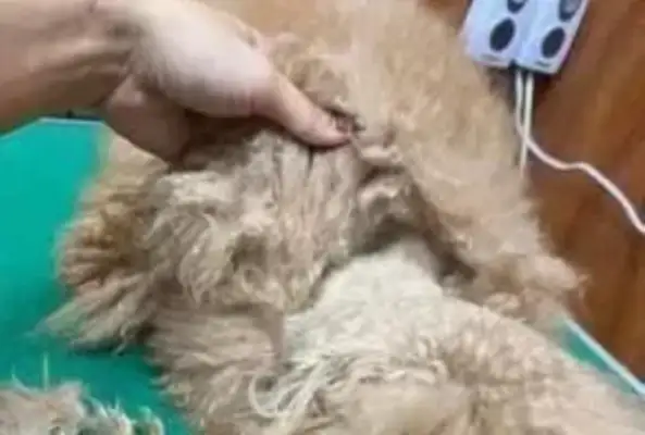 The hairdresser's a pain in the ass every time he gets this dog