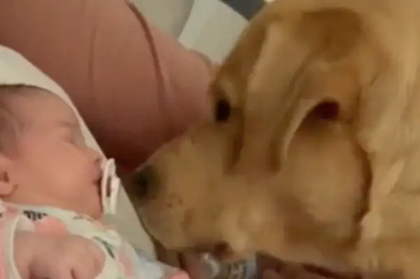 The master was jealous and stole the nipples from the baby's mouth
