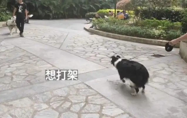 The dog comes in and out of the elevator, the dog trainer comes in and corrects, becomes a cat