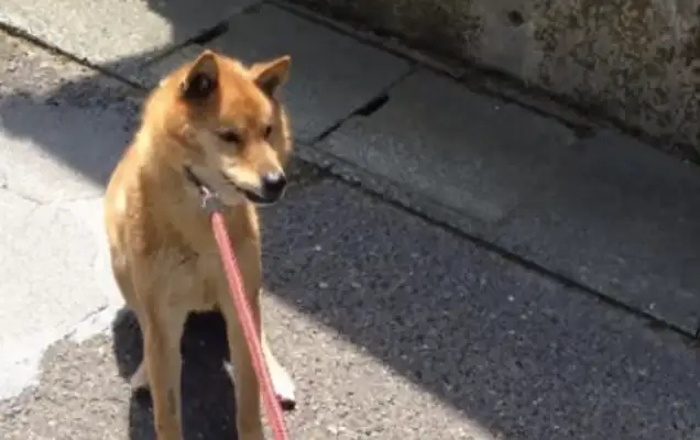 He tried to take the dog to the needle, but he smelled "dangerous" and refused to move forward