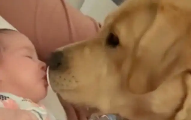 The master was jealous and stole the nipples from the baby's mouth