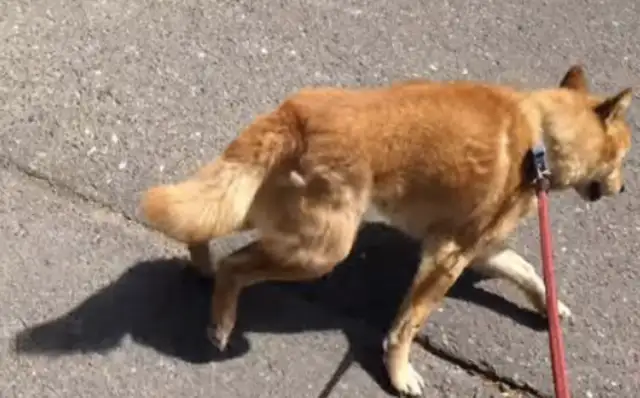 He tried to take the dog to the needle, but he smelled
