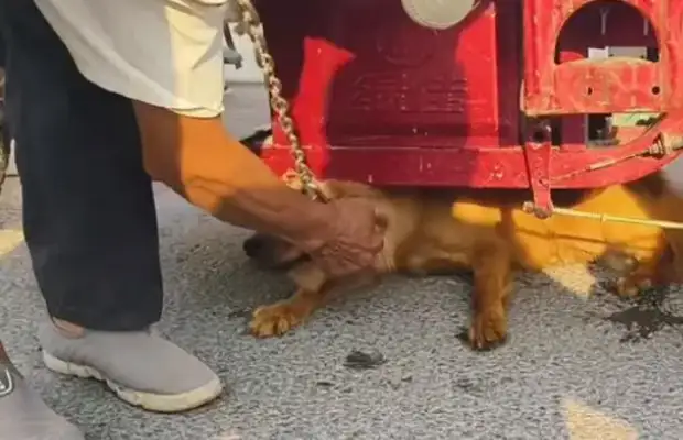 Faced with 350 bucks, the dog owner himself pulled the dog out of the car