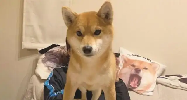 The dog was standing above the pagoda and sitting on its ass