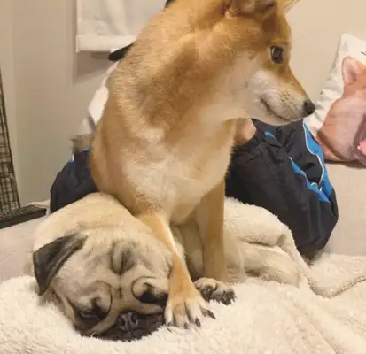 The dog was standing above the pagoda and sitting on its ass
