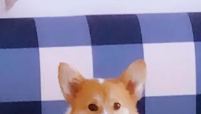 One of the pet family's little Corky's been playing with cats ever since he was a kid