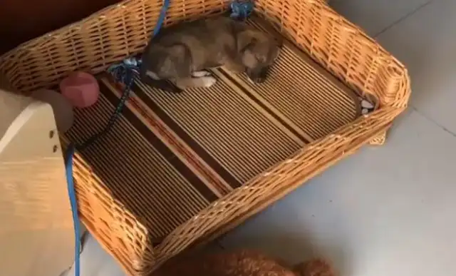 The little dog was left on the street, left to die