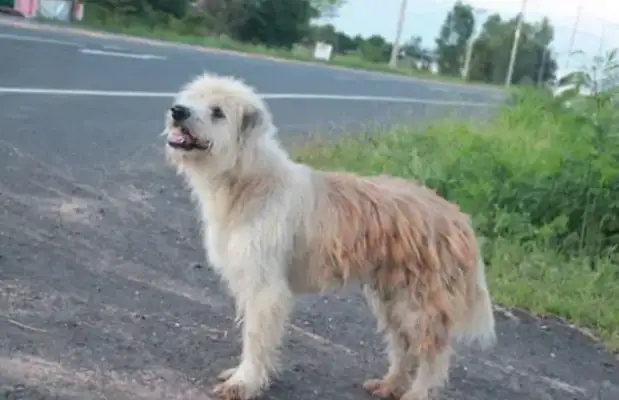 The dog's gone, the intersection is waiting for the owner for four years, and when we meet again, it doesn't go with the owner